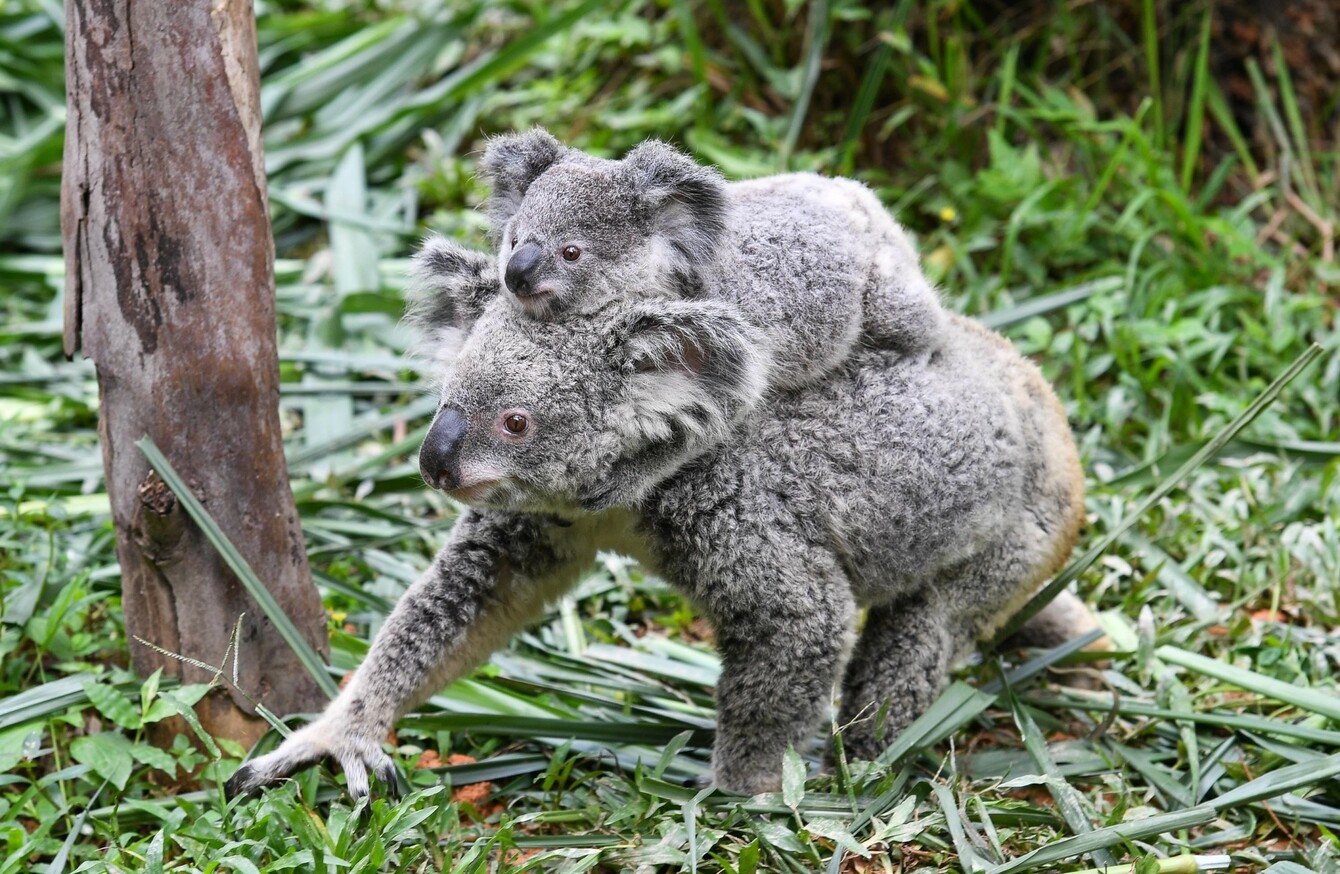 Thousands Of Koalas Key To Future Of Species Feared Dead After