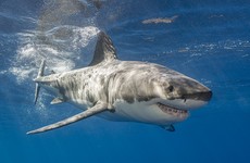 Man killed in shark attack at popular diving spot in Australia
