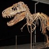US to seize dinosaur skeleton and return it to Mongolia