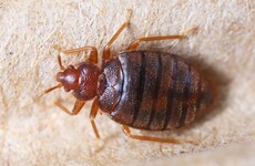 Police in the US searching for person who tried to release bedbugs in Walmart store