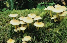 'Growing health threat': Public reminded of risks of consuming wild mushrooms