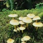 'Growing health threat': Public reminded of risks of consuming wild mushrooms