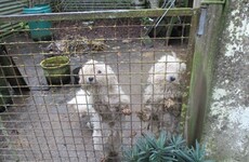 'Heartbreaking': Eight dogs rescued from 'appalling' living conditions in Cork