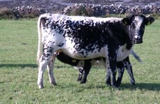 Droimeann cattle officially recognised as native rare Irish breed