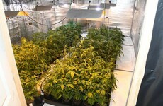 Hundreds of cannabis plants worth €400,000 seized in Donegal