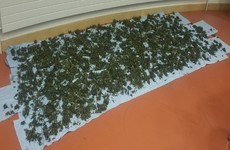 Gardaí seize €300,000 worth of cannabis herb in Co Cork
