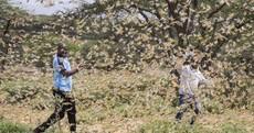 The most serious locust outbreak in 25 years is spreading across East Africa, threatening food supplies