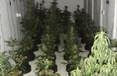 Gardaí seize €100k of cannabis in Monaghan raid