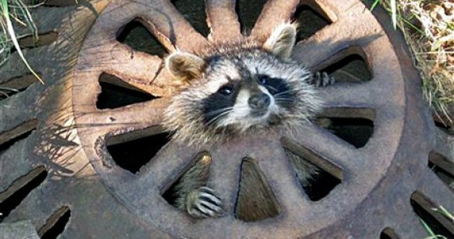 'Help I'm Stuck' Pic of the Day