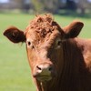 Appeal to find 19 cattle stolen from farm in Armagh