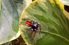 'Handsome chaps': Red-bellied jumping spider spotted in Ireland for the first time