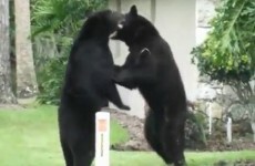 WATCH: Bears fight on Florida lawn