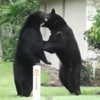 WATCH: Bears fight on Florida lawn