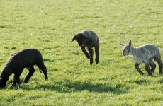 Recent bad weather has caused major problems for farmers - IFA