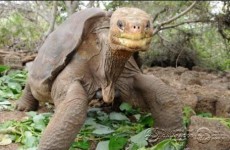 Tortoise Lonesome George, last of his species, found dead