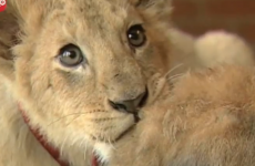 VIDEO: Lion cub plays with dog and rabbit