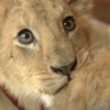 VIDEO: Lion cub plays with dog and rabbit