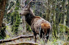 Ban sought on shooting of female deer in Kerry