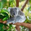 Dozens of koalas die and 80 treated for injuries and starvation after Australian habitat logged