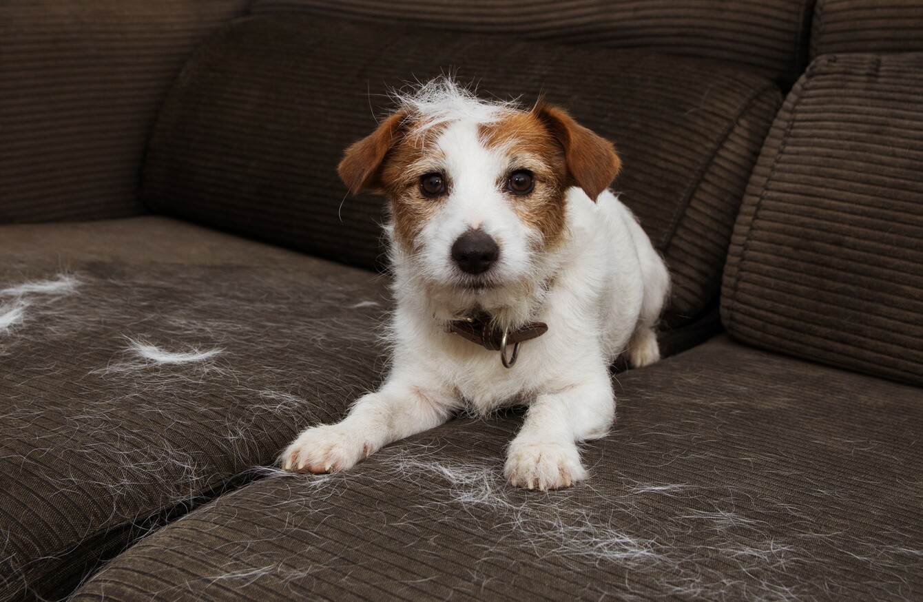 Help What S The Best Way To Clean Cat Or Dog Hair Off My Furniture