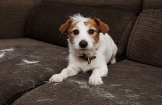 Help! What's the best way to clean cat or dog hair off my furniture?