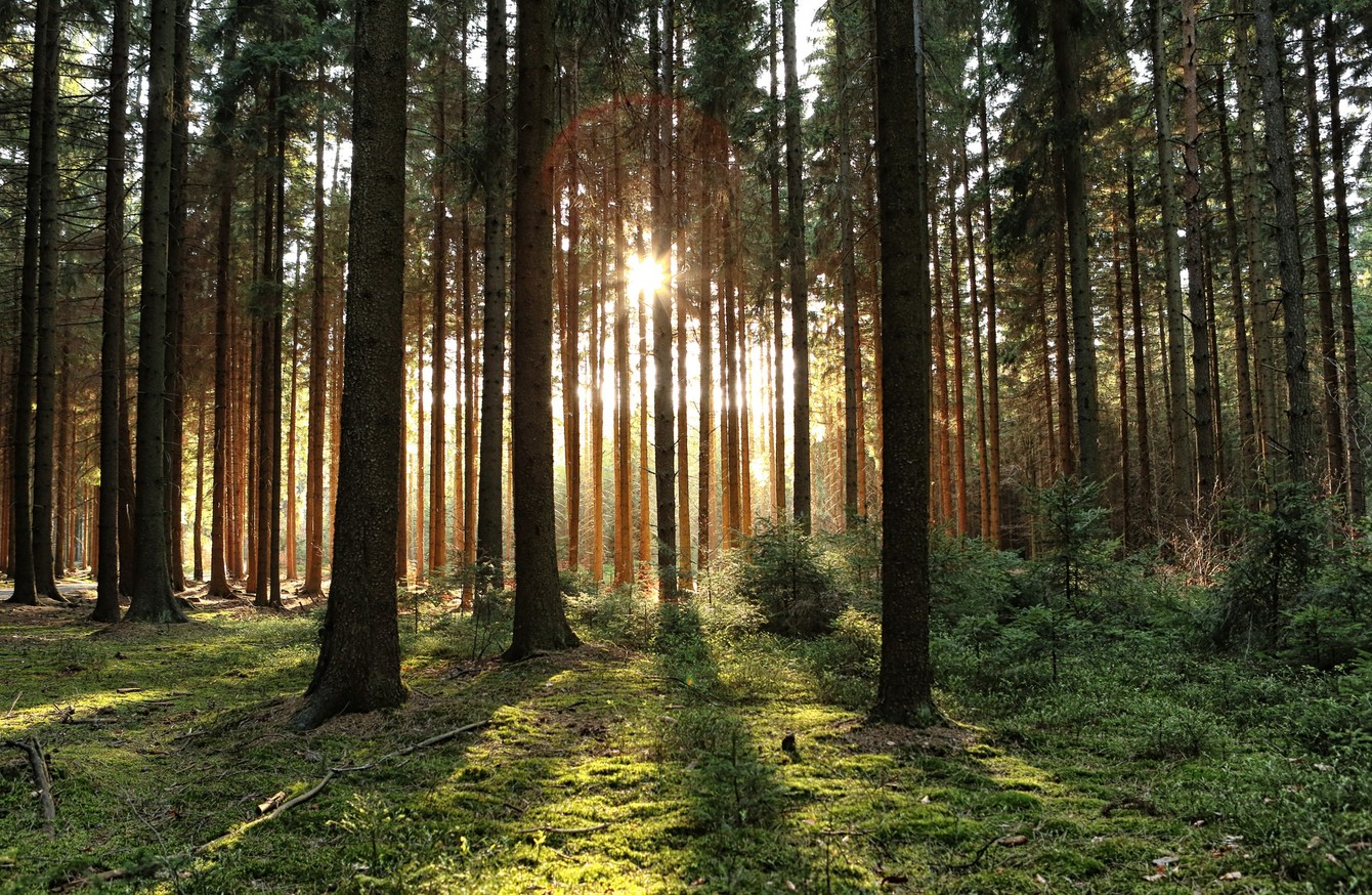 Man who repeatedly sold two forests to different investors sentenced to ...