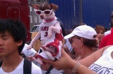 This ridiculous dog tells you everything you need to know about the Miami Heat victory parade
