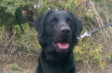 Sniffer dog Scooby helps Revenue seize €400k worth of cannabis