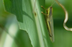 Mali could face locust invasion