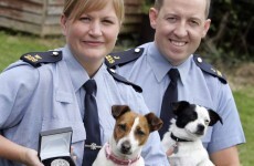 Gardaí awarded medals for work in combating cruelty to animals