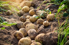 A new potato campaign aims to change the perception millennials have of the humble spud