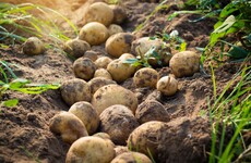 A new potato campaign aims to change the perception millennials have of the humble spud
