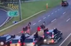 ISPCA 'shocked and appalled' after video emerges of high-speed sulky race on N7