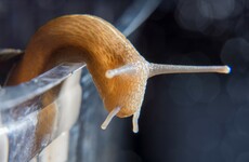 A caterpillar in pork chops and a snail in a whole chicken: Last year was a busy one for the food safety authority