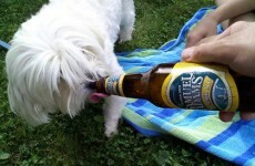 Thirsty dog? Crack them open a cold beer