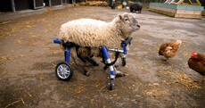 Freckles - the 'luckiest sheep in north Dublin' - uses a custom wheelchair to get around the farm