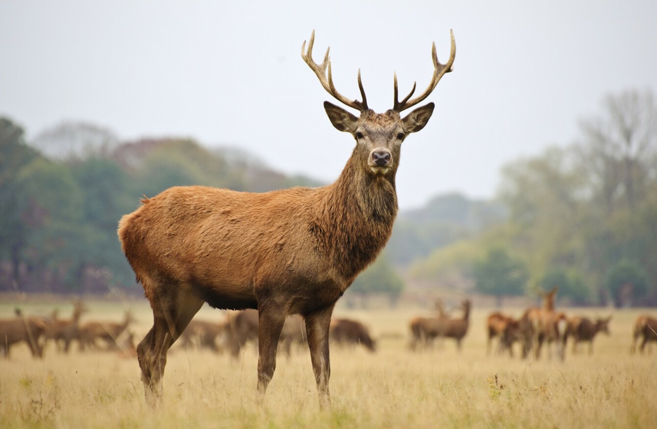 red deer