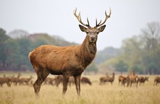 Deer cull begins in Killarney National Park to manage red and Sika herds