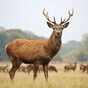 Deer cull begins in Killarney National Park to manage red and Sika herds