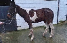 ISPCA rescue pony left tied to electricity pole and 'eating mud to survive'