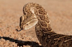 Scramble for antivenom as man in Dublin bitten by venomous snake