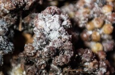 Warm winters threaten to put a permanent chill on German ice wine production