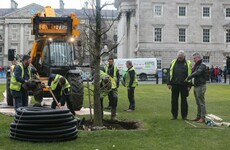 After two years of planning, Trinity College replaces iconic 150-year-old trees