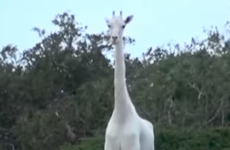 Rare white giraffe and calf killed by poachers - leaving just one left in the world