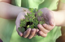 Poll: Will you watch online St Patrick's Day festivities?
