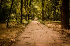 Your evening longread: The strange world of the jungle prince of Delhi