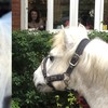 Ponies in London make house calls to families in isolation to cheer people up