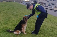 Prescriptions, porridge oats, and flat tyres: Gardaí are out in force around the country