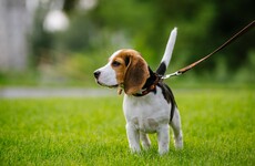 People advised to 'think twice' before getting new pet during time of social distancing