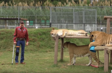 Your evening longread: The strange and dangerous world of big cat breeding in the USA